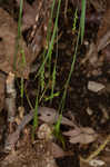 Slender woodland sedge